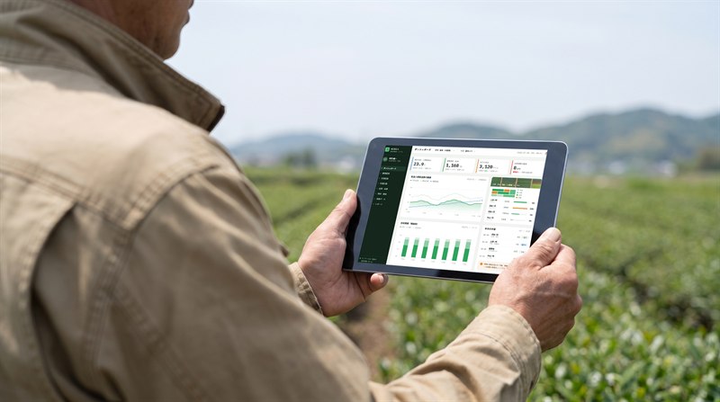 茶畑で、タブレットに表示した管理画面のグラフを確認している農園の職員